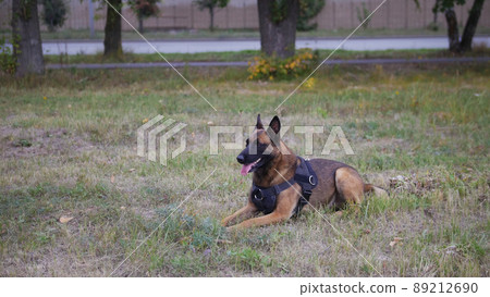 A trained german shepherd dog laying on a field A trained german shepherd dog laying on a field 89212690