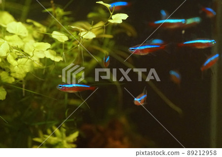 紅衣主教 Tetra 熱帶魚缸 紅衣主教 Tetra 熱帶魚缸 89212958