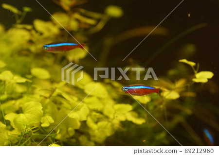 紅衣主教 Tetra 熱帶魚缸 紅衣主教 Tetra 熱帶魚缸 89212960