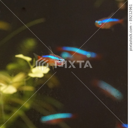 Cardinal Tetra Tropical Fish Tank Cardinal Tetra Tropical Fish Tank 89212961