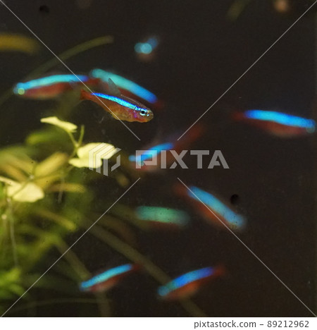 Cardinal Tetra Tropical Fish Tank Cardinal Tetra Tropical Fish Tank 89212962