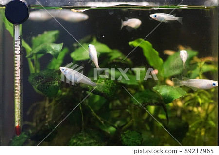 紅衣主教 Tetra 熱帶魚缸 89212965