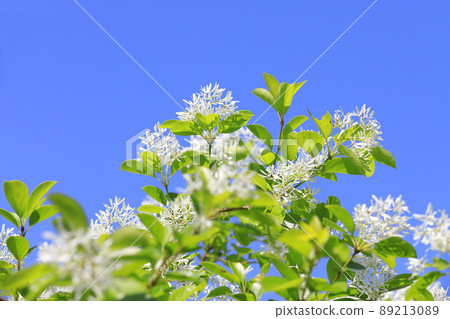 Nanjamonja之花（Hitotsubatago） 89213089