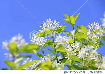 Nanjamonja no Hana (Chionanthus retusus) 89213091
