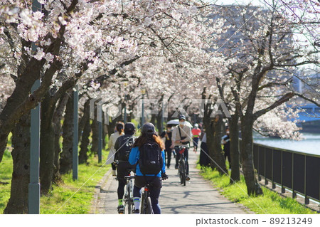 沿著大阪大川,一排櫻花樹 沿著大阪大川,一排櫻花樹 89213249