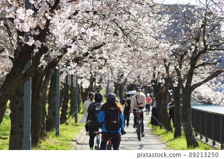 Along the Osaka Okawa, a row of cherry blossom trees Along the Osaka Okawa, a row of cherry blossom trees 89213250