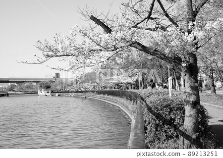 Along the Osaka Okawa, a row of cherry blossom trees Along the Osaka Okawa, a row of cherry blossom trees 89213251