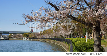 沿著大阪大川,一排櫻花樹 沿著大阪大川,一排櫻花樹 89213253