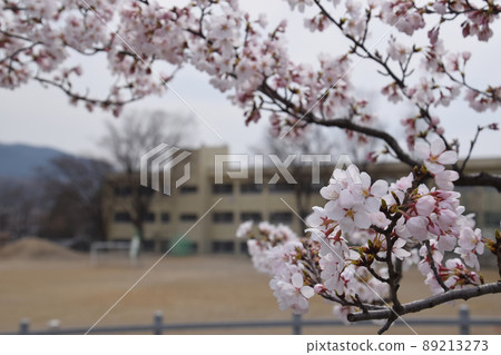櫻花和學校/櫻花盛開和校舍(廣角廣角) 櫻花和學校/櫻花盛開和校舍(廣角廣角) 89213273