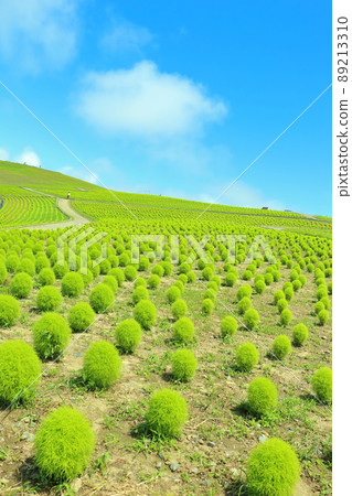 Kokia / 觀山 89213310