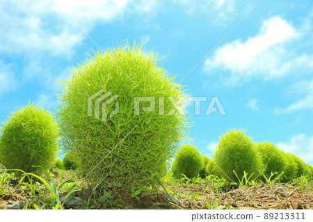 Kokia / 觀山 89213311