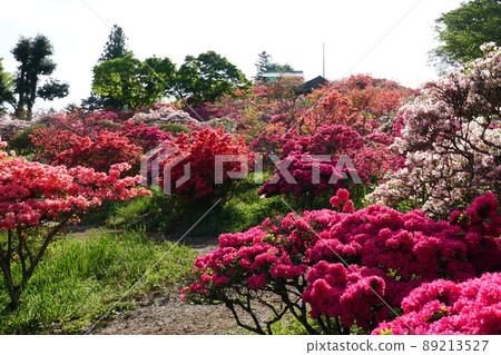 Golden Week Kasama Azalea Park Azalea Festival in full bloom Mountain azalea blooming scenery Golden Week Kasama Azalea Park Azalea Festival in full bloom Mountain azalea blooming scenery 89213527