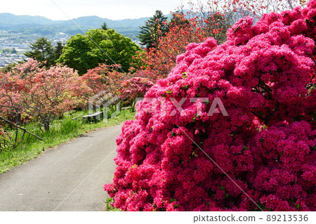 Golden Week Kasama Azalea Park Azalea Festival in full bloom Mountain azalea blooming scenery 89213536
