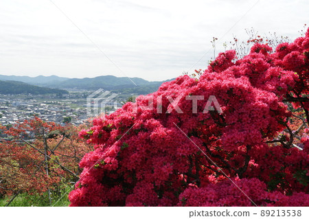 Golden Week Kasama Azalea Park Azalea Festival in full bloom Mountain azalea blooming scenery 89213538
