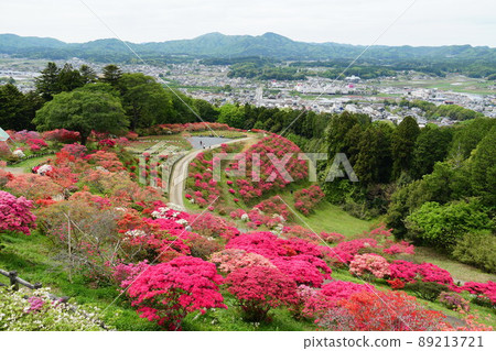 Golden Week Kasama Azalea Park Azalea Festival in full bloom Mountain azalea blooming scenery 89213721