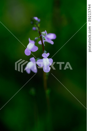 松針蘭花 89213744