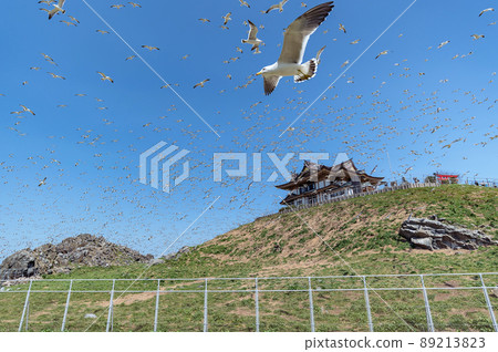 [Kabushima, Hachinohe City, Aomori Prefecture] Spring in the breeding grounds for black-tailed gulls. Black-tailed gulls taking off all at once 89213823