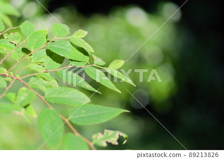 Leaves on a ball-blurred background 89213826