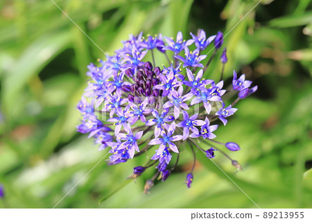 Scilla peruviana Syrah Peruviana Scilla peruviana Syrah Peruviana 89213955