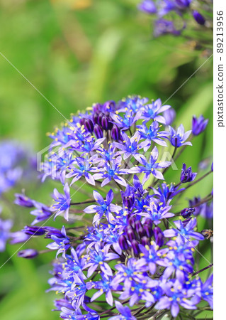 Scilla peruviana Syrah Peruviana 89213956