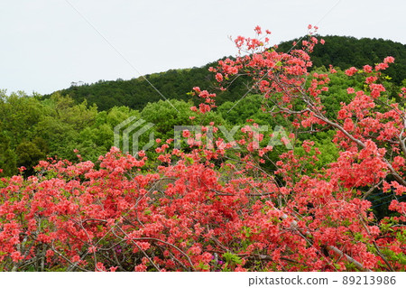 黃金周 笠間杜鵑花公園 杜鵑花節盛開 山間杜鵑花盛開的風景 89213986