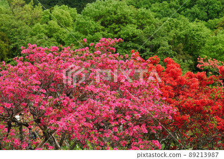 黃金周 笠間杜鵑花公園 杜鵑花節盛開 山杜鵑花盛開的形象 89213987