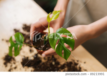 Close-up high-angle view of unrecognizable young woman gardener in apron working with ground transplanting pot plants at table in home. Female florist planting flowers in own floral shop in greenhouse 89213991