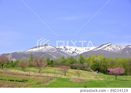 Miyagi Zao Spring With the remaining snow, greenery and flowers 89214119
