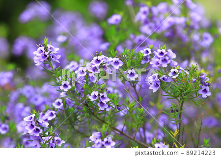 紫薄荷灌木(或 prostanthera) 紫薄荷灌木(或 prostanthera) 89214223