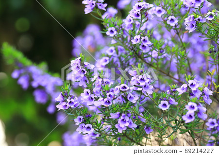 Purple mint bush (or prostanthera) Purple mint bush (or prostanthera) 89214227