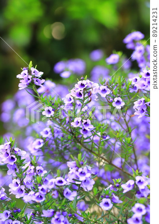 Purple mint bush (or prostanthera) 89214231