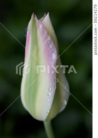Close-up of pink spring green tulips in early morning when it gets wet in the rain 89214279