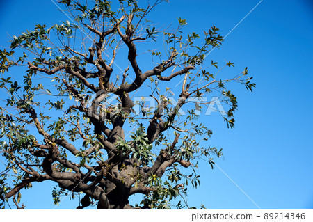 Holtonoki,Mogashi,全景,樹幹,晴朗 Holtonoki,Mogashi,全景,樹幹,晴朗 89214346