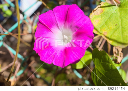 Purple Asagao blooming around the fence Purple Asagao blooming around the fence 89214454