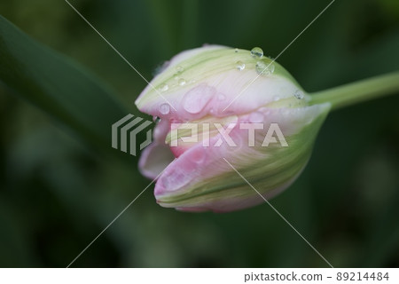 雙花粉紅色鬱金香花蕾在雨中濕透 雙花粉紅色鬱金香花蕾在雨中濕透 89214484