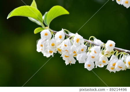 Halesia carolina flower 89214496