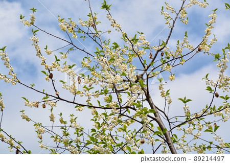 Halesia carolina flower 89214497