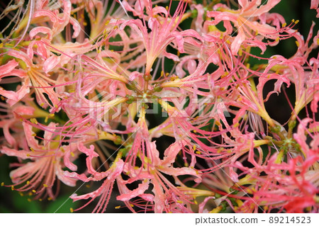 Cluster amaryllis Cluster amaryllis 89214523