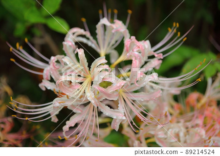 Cluster amaryllis Cluster amaryllis 89214524