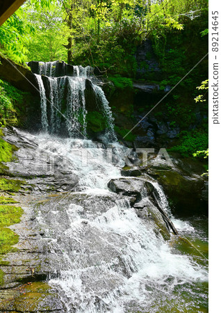 紀久保大瀧新鮮綠椿町 89214645