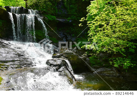 紀久保大瀧新鮮綠椿町 89214646