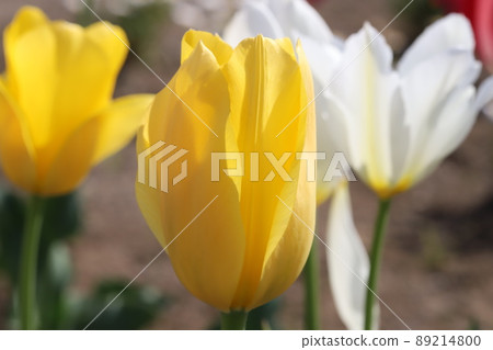 Yellow and white tulip flowers blooming in Japanese parks in spring Yellow and white tulip flowers blooming in Japanese parks in spring 89214800