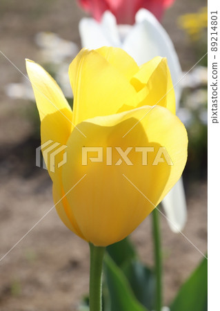 Yellow and white tulip flowers blooming in Japanese parks in spring Yellow and white tulip flowers blooming in Japanese parks in spring 89214801