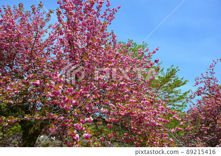 Konadegawa Dam Yae Sakura Oyabe City 89215416