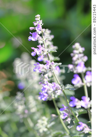 Lily purple catnip flower Lily purple catnip flower 89215443