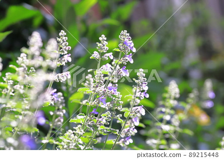 Lily purple catnip flower Lily purple catnip flower 89215448