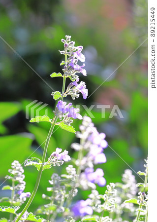 百合紫色貓薄荷花 百合紫色貓薄荷花 89215449