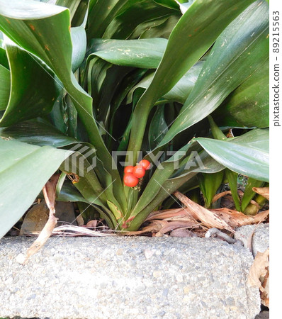 Omoto的果實 89215563