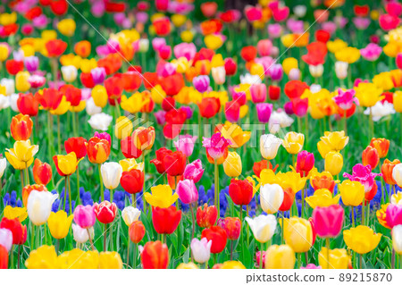 One side of tulip field [Nagano Prefecture] 89215870