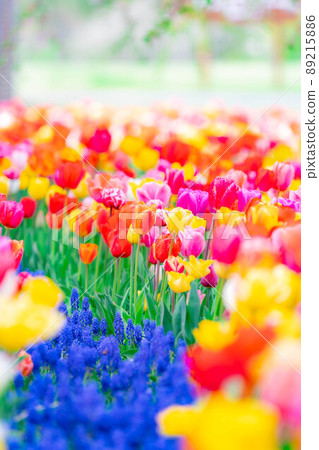 One side of tulip field [Nagano Prefecture] 89215886